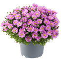 Bild von Asters P19 Light pink